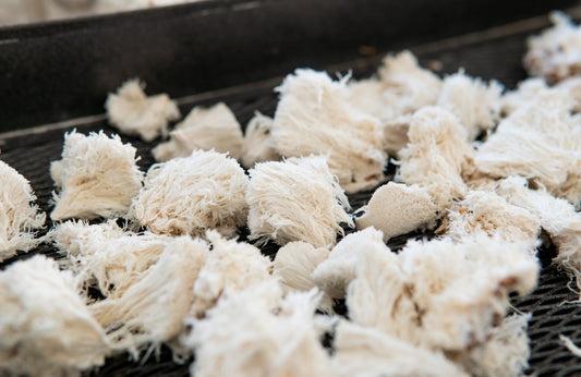 A Delicious Lion’s Mane Crab Cake Recipe and List of Health Benefits