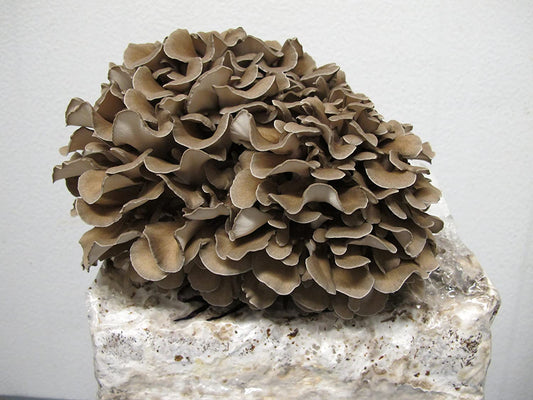 The Health Benefits of Maitake Mushrooms and a Delicious Recipe to Try
